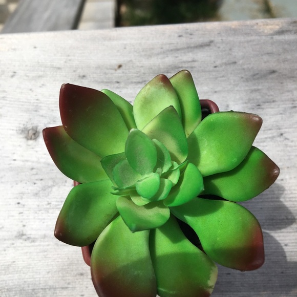 Decorative Potted Succulents - Picture 3 of 6